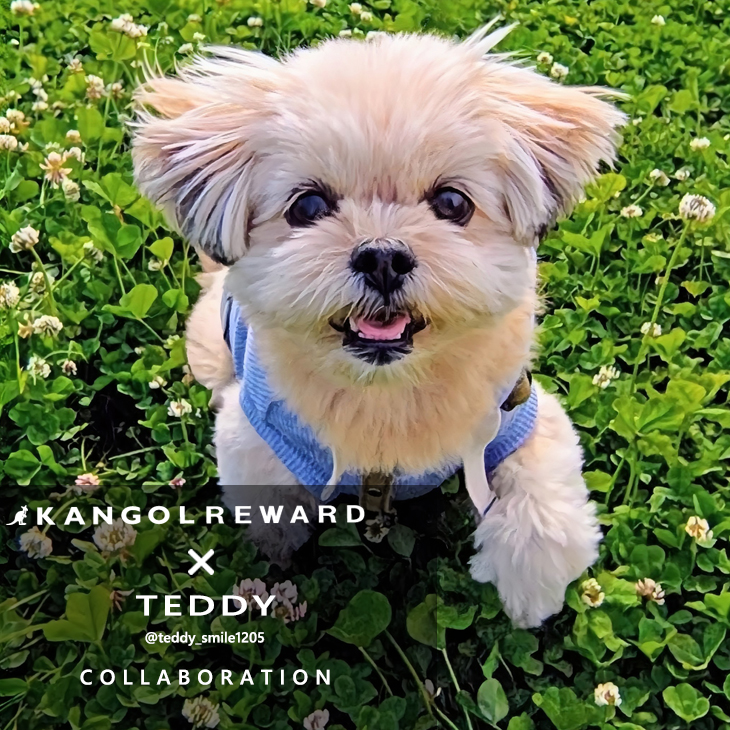 TEDDY コラボアイテム
