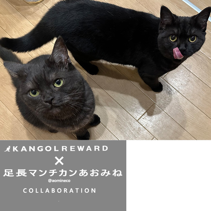 足長マンチカンあおみね